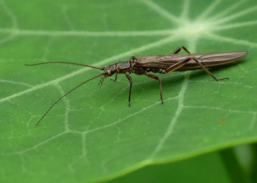Réf. 40 913 : Leuctra geniculata