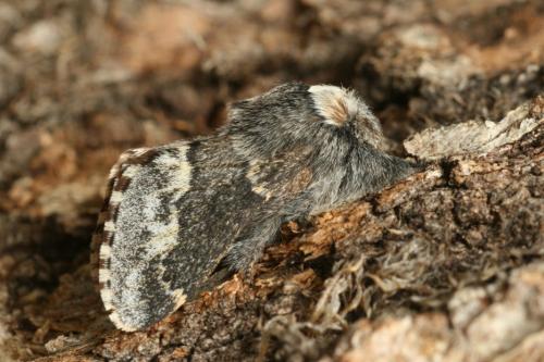 Poecilocampa alpina
