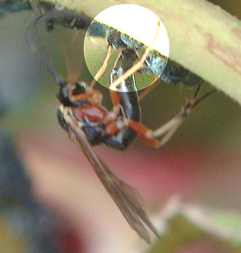 Diplazon pectoratorius