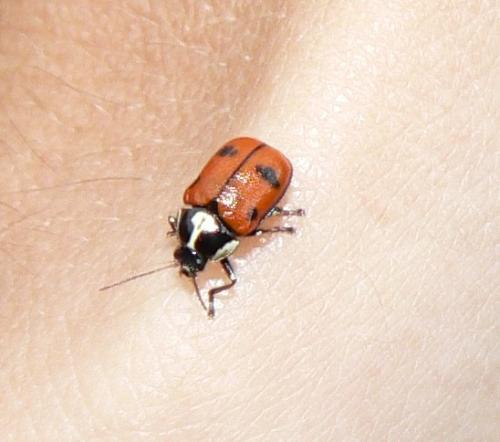 Réf. 40 903 : Cryptocephalus octopunctatus