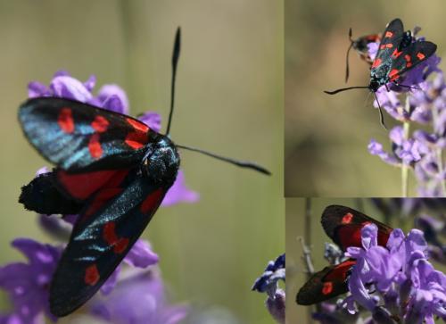 Zygaena sp.