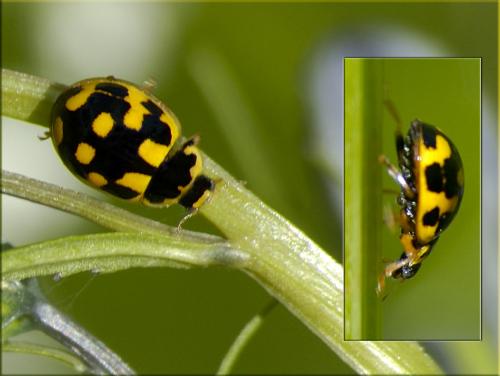 Réf. 40 329 : Propylea quatuordecimpunctata