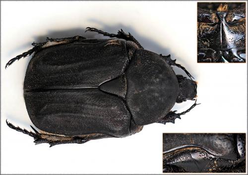 Réf. 40 701 : Netocia morio