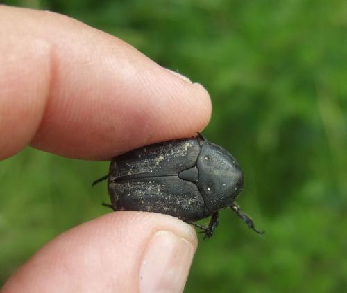 Netocia morio