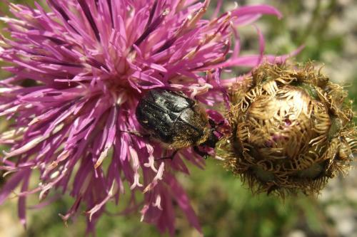 Tropinota sp.