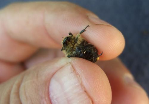 Tropinota sp.