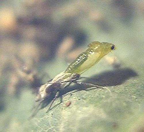 Brevicoryne brassicae