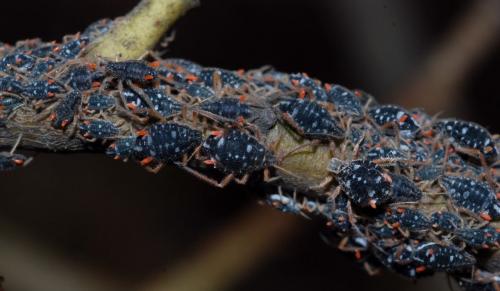 Pterocomma salicis