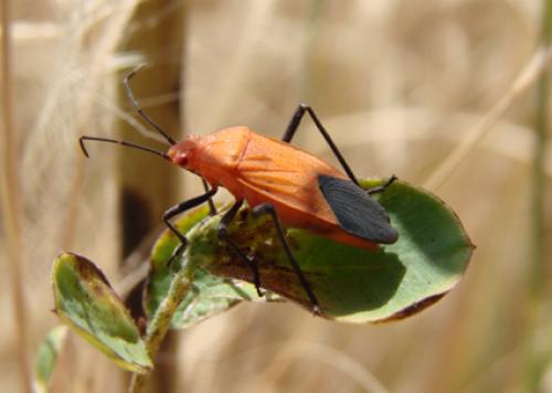 Leptocoris sp.