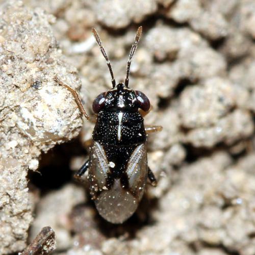 Réf. 40 972 : Geocoris lineola