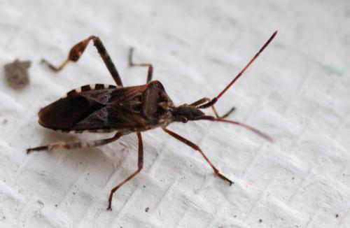 Leptoglossus occidentalis