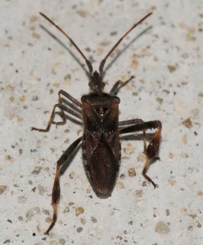 Leptoglossus occidentalis