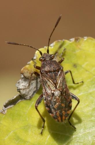 Réf. 40 428 : Stictopleurus punctatonervosus