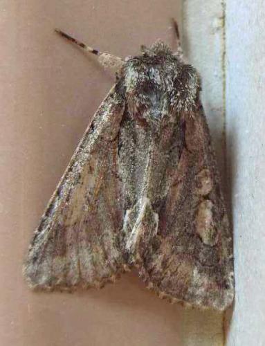 Allophyes oxyacanthae