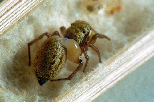 Heliophanus tribulosus