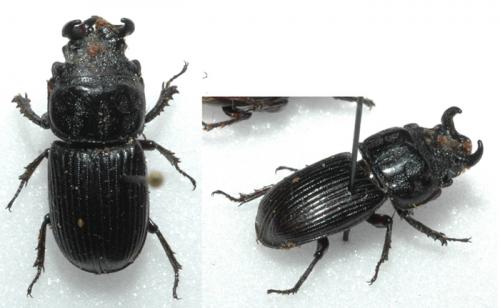 Réf. 40 452 : Nigidius grandis