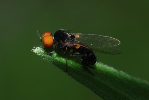 Callomyia elegans