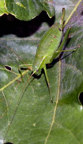 Phaneropterinae