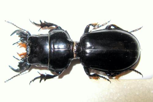 Scarites buparius