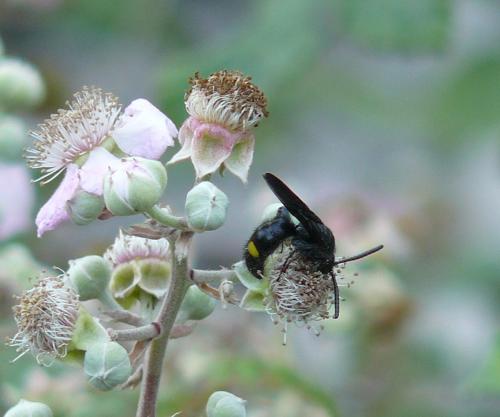 Réf. 40 443 : Scolia hortorum
