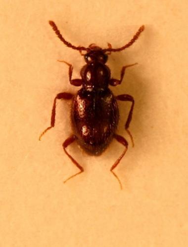Stenichnus godarti