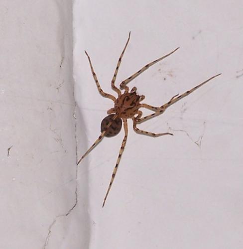 Réf. 40 196 : Scytodes thoracica