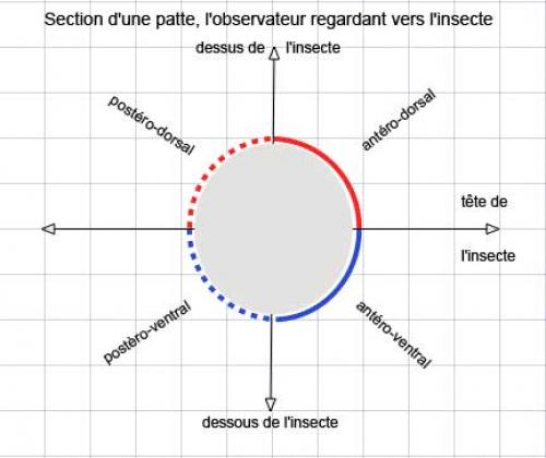 Indéterminé