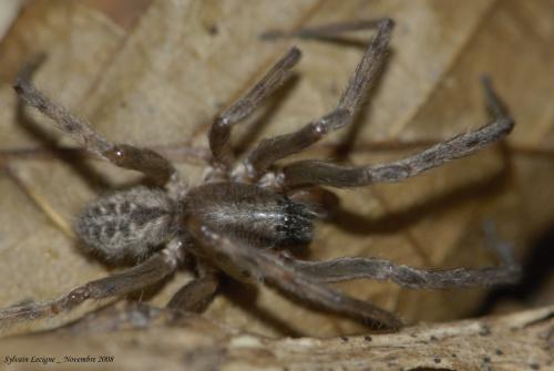 Réf. 40 293 : Segestria bavarica