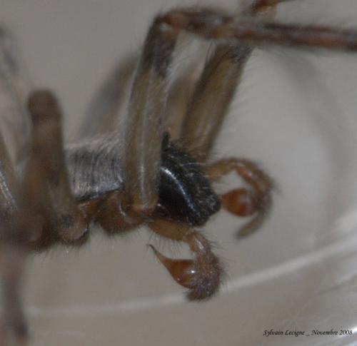 Segestria bavarica