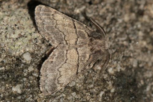 Réf. 40 993 : Gluphisia crenata
