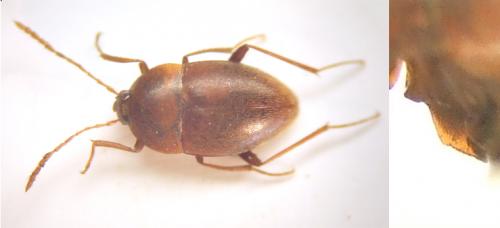 Speonomus bonvouloiri