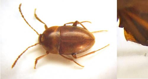 Speonomus chardonis aletinus