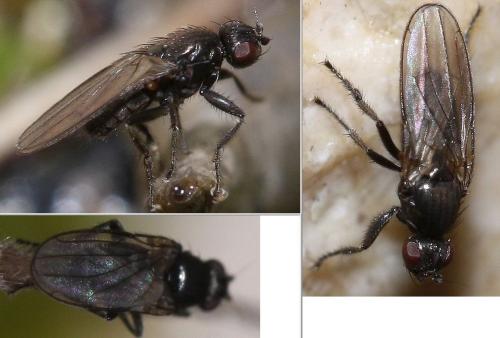 Réf. 40 682 : Copromyzinae inconnu