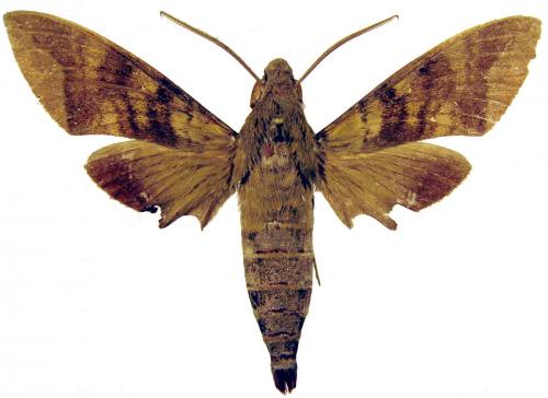 Nephele comma