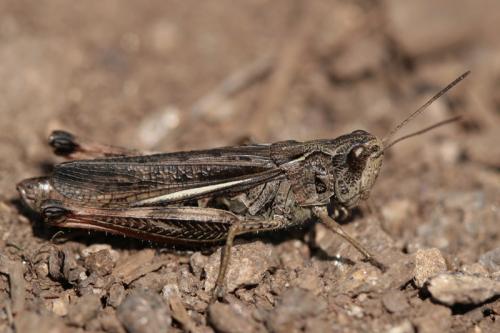 Réf. 40 249 : Stauroderus scalaris scalaris