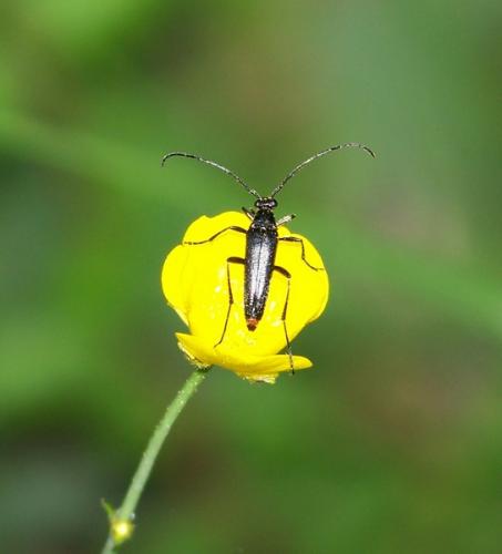 Rutpela nigra