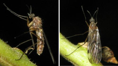 Réf. 40 375 : Sylvicola sp.