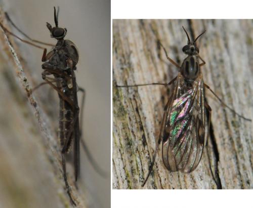 Sylvicola sp.