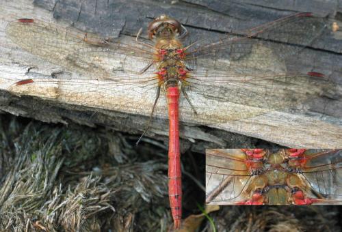Sympetrum vulgatum
