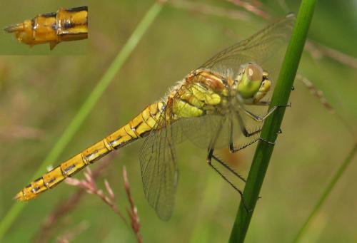 Réf. 40 119 : Sympetrum vulgatum