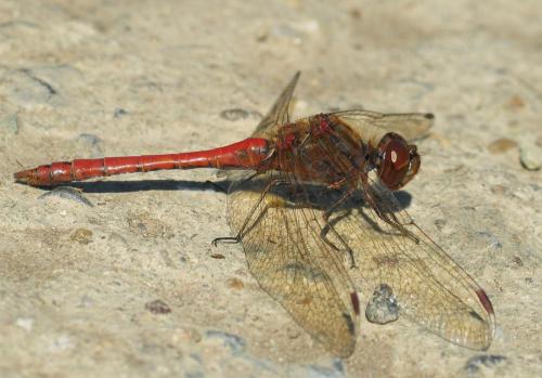 Réf. 40 163 : Sympetrum vulgatum