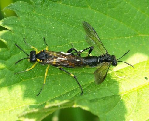 Réf. 40 939 : Macrophya montana