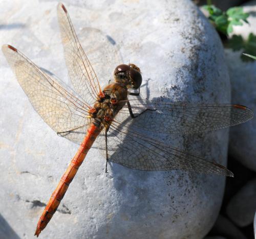 Sympetrum striolatum