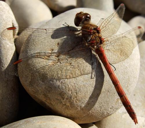 Sympetrum striolatum