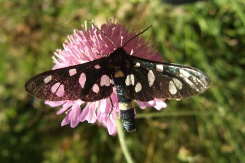 Réf. 40 369 : Amata kruegeri