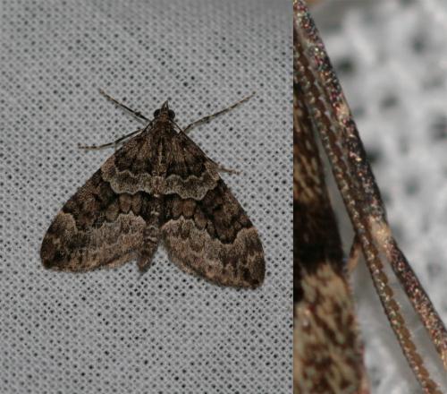 Thera britannica