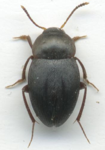 Réf. 40 609 : Catops sp.