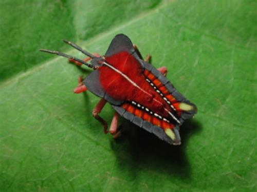 Tessaratoma papillosa
