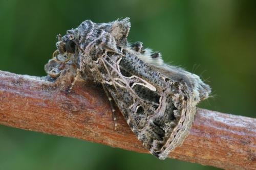 Réf. 40 654 : Thysanoplusia daubei