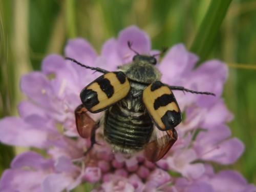 Trichius gallicus